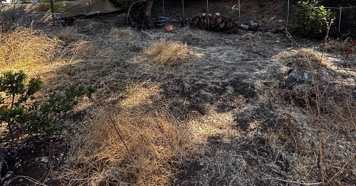 Overgrown backyard with dry grass and brush
